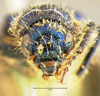 Media type: image;   Entomology 3543 Aspect: head frontal view